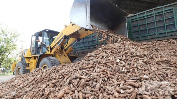 Cassava residue saves the starch processing industry